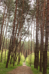 a forest with a fallen tree in the foreground and a log in the foreground.