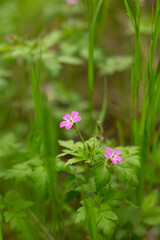 a close up of a flower with the word wild on the bottom.