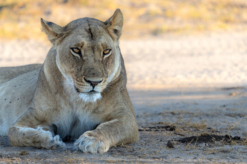 Portrait of Lioness resting on the sand riverbank of Khwai river, Moremi game reserve, Okavango...