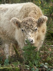 Fluffy White Scottish highland Cow Grazing in Forest, eating ferns