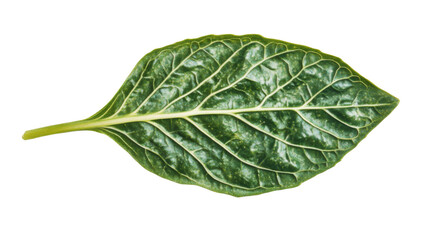 Green leaf transparent background