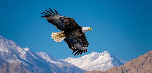 Obraz premium A Bald Eagle soaring high above rugged mountains under a clear blue sky