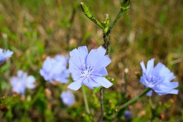 Gros plan sur une fleur de Chicorée amère (Cichorium intybus) ou de Chicorée à rameaux (Cichorium endivia) © Sylvestra