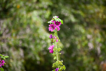 Obraz premium Fleurs de Lavatère arborescente (malva arborea) ou de Mauve sylvestre (malva sylvestris)