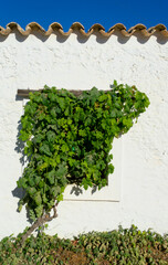 Close-up of a window of a rustic house on the island of Formentera in Spain covered with a vine on a white wall, in the background the blue sky