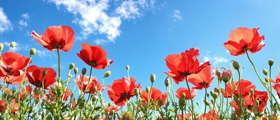 Obraz premium The intricate details of the red poppy flowers are captured in high resolution against a clear blue sky on a cloudless summer day, sunny day, fluffy white clouds, natural scenery, clear blue sky