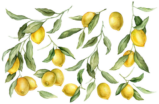 Set of Lemon Fruit and Branch. Hand drawn watercolor illustration of yellow tropical citrus Food on white isolated background. Drawing of lemon tree with green leaves.
