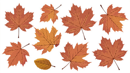 Fototapeta premium Maple leaves set in warm brown and orange tones on white background 