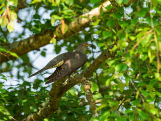 Cuckoo ( Cuculus canorus ) sitting on a tree branch