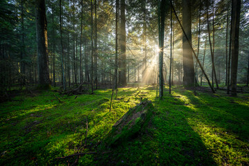 Beautiful sunny morning in green forest