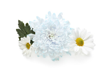 Obraz premium Beautiful chrysanthemum flowers on white background