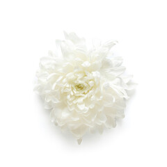 Beautiful chrysanthemum flower on white background