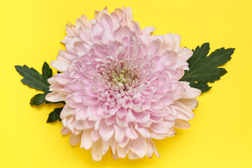 Beautiful pink chrysanthemum flower on yellow background
