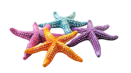 Starfish transparent background