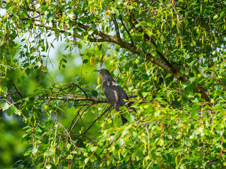 Cuckoo ( Cuculus canorus ) sitting on a tree branch