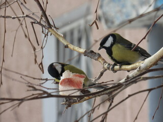Fototapeta premium Two birds 
