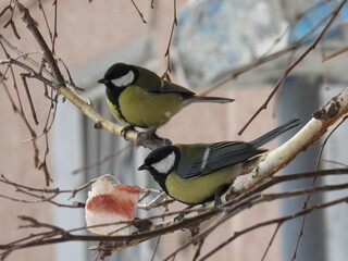 Fototapeta premium a bird on a branch