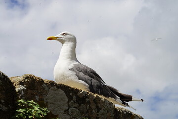 Seagull in Mont Saint Michel in Normandy, France