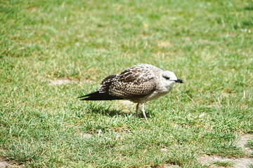 Seagull with youth plumage in Mont Saint Michel in Normandy, France