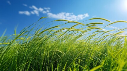 Obraz premium Green Grass Blades Swaying in the Wind Under a Blue Sky