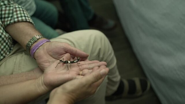 Man shows a Stick Insect on his arm, Phobaeticus Serratipes, Giant Malayan stick insect. Entomology Workshop