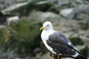 Seagull in Mont Saint Michel in Normandy, France
