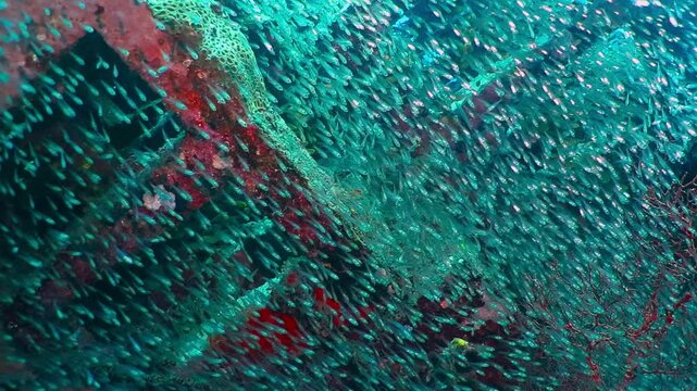 School of small fish in the deep ocean, swimming around the shipwreck. Underwater video from scuba diving wreck exploration. Marine wildlife, tropical sea. Wreck and fish. Old ship and aquatic life.