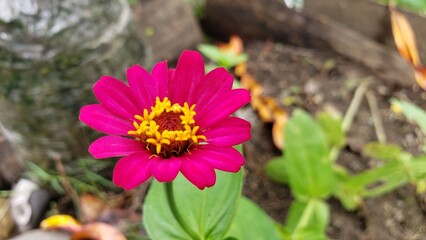 Fototapeta premium A Vibrant Pink Zinnia Flower with Yellow Center
