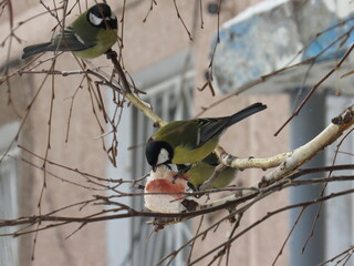 The birds 