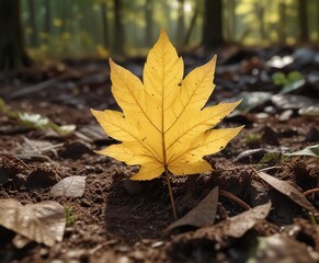 A single yellowish leaf on a bed of soil in a forest , vegetation, forest floor, outdoor landscape