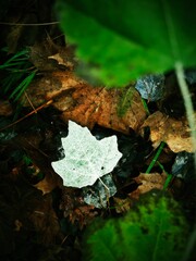 Frosty colorful maple leaf on the ground in october.