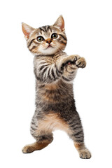 Obraz premium A playful grumpy cat strikes a funny pose against a clean transparent background, showcasing its adorable grumpiness with raised paws