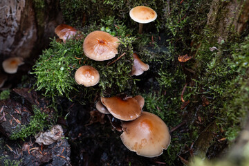 mushrooms in the forest, Canada