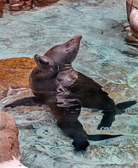 Two sea-lions in the pond. Latin name - Zalophus californianus	
