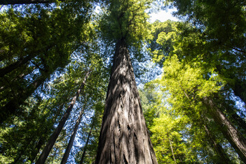 Sequoia Redwood National Park Northern California Hiking Trails 