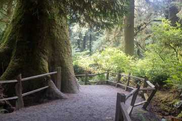 Sequoia Redwood National Park Northern California Hiking Trails 