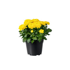 Bright yellow chrysanthemums in black pot, perfect for home decor or gardening. These vibrant flowers add cheerful touch to any space. isolated on transparent background