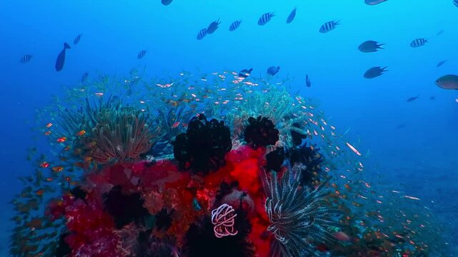 Swimming fish, azure ocean and red coral reef. Underwater video from scuba diving on the reef. Deep sea with fish, sea lily and colorful corals. Marine wildlife footage. Fish and reef, marine life.