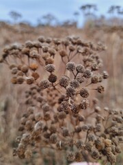 field of dry tansy flowers, bokeh