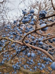 dense bushes of blackthorn, many blue fruits
