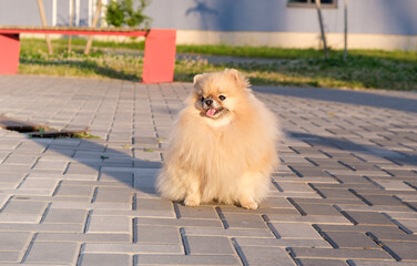 Pomeranian spitz portrait close up. Spitz on a walk in the park