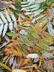 narrow autumn fallen sumac leaves