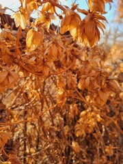 golden dry hops in bright light, bokeh