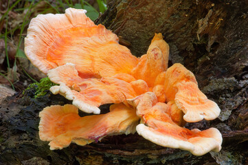 orange bracket polypore fungi on old stump