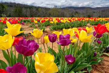 Multicolor of tulips on a farm