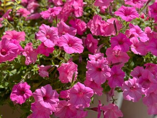 Petunia pink flowers in garden
