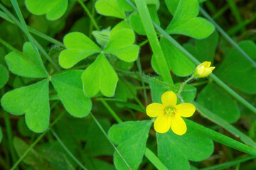 common yellow woodsorrel closeup