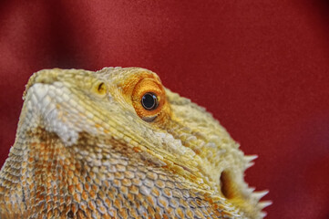 Close up of a Pogona Bearded Dragon