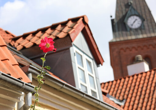 blooming flower and the houses of the scandinavian city with the bell tower and the clock tower