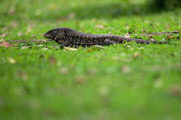 Naklejka premium Argentine Black and White Tegu in green grass